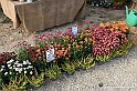 VBS_6792 - FLOREAL Ottobre 2022 - Tre giorni di fiori, piante e bellezza